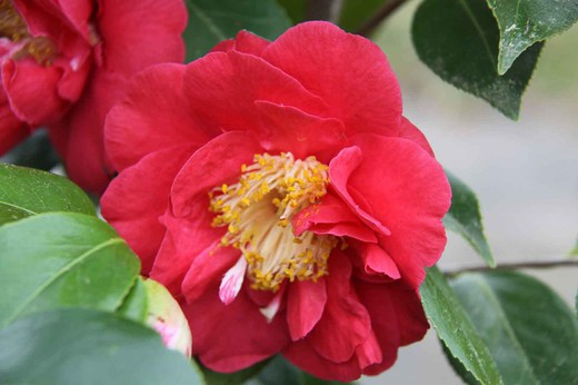 Camelia japonica Blood of china