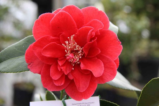 Camellia japonica bob hope
