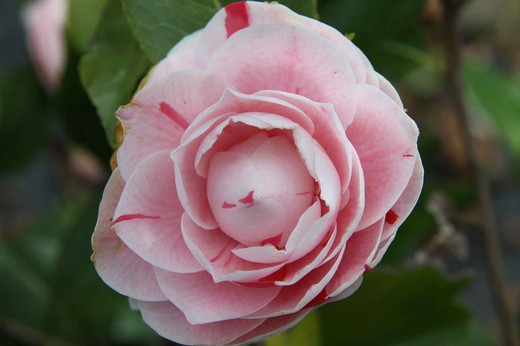 Camellia japonica bonomiana nova en pot de 9 cm