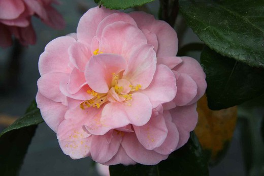 Camellia japonica cara mia en pot de 9 cm