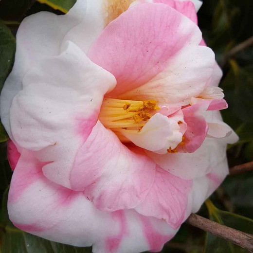 Camellia japonica ville de Vigo