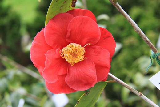Grand Prix Camellia Japonica en pot de 2,5 L