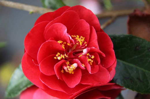 Camellia japonica Maroon and Gold