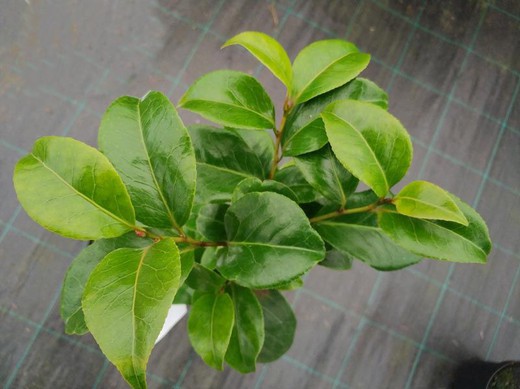 Camellia japonica P. bacliochi en pot de 2,5 L