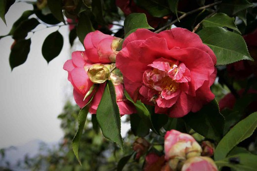 Camelia roja, Camellia japonica 