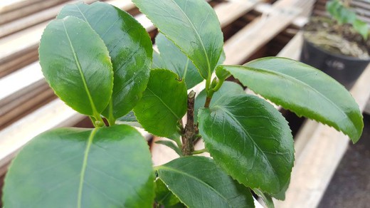 Camellia japonica Sunny Side en pot 2,5L