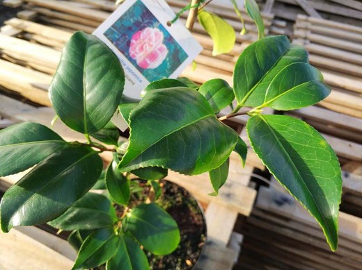Camellia japonica tama americana en pot de 2,5 L