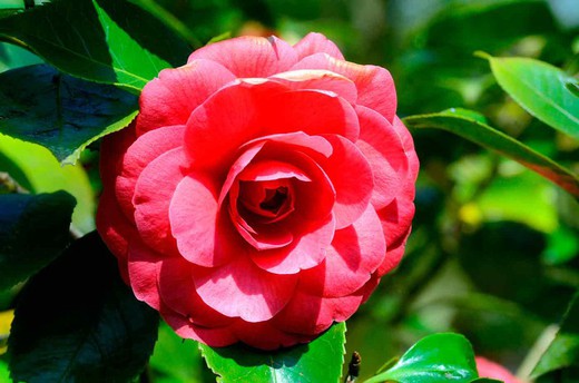 Camélia rouge, Camellia japonica 'Eugenia de montijo'