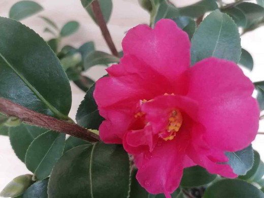 Camellia sasanqua Kanjiro. Fleur rose