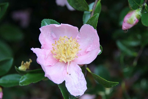 Camellia sasanqua Maideus Blush
