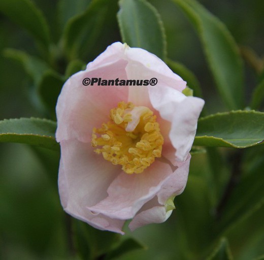 Camellia sasanqua "Papaver"