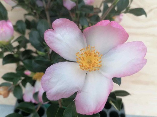 Camellia sasanqua Rainbow. Fleurs bicolores, roses et blanches