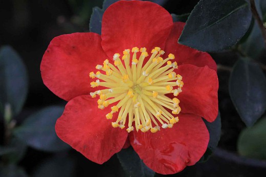 Camellia sasanqua Yuletide. fleur rouge