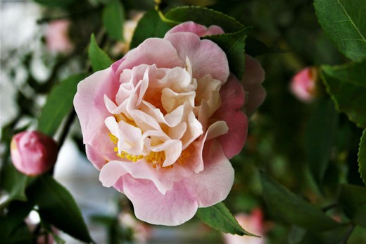 Camellia x Hibrido High Fragrance