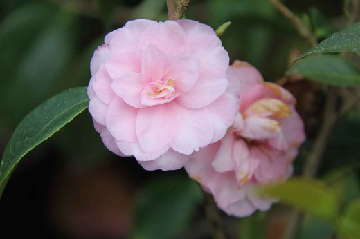 Camellia x Hybrida Spring Festival