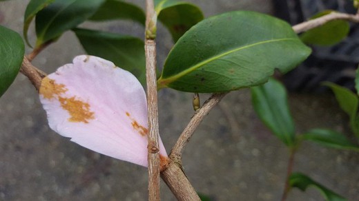 Camellia x vernalis Egao en pot de 2,5 L