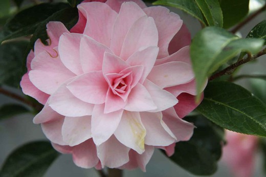 Camelia x williansii Buttons bows