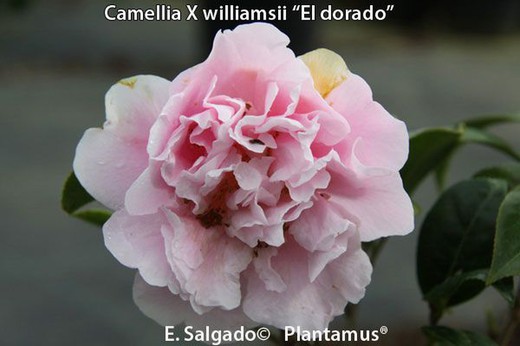 Camellia x williansii eldorado en pot de 9 cm