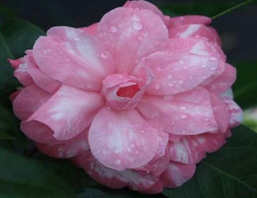 Camellia japonica Don Joao IV
