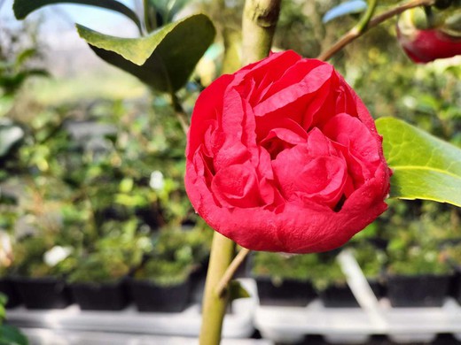 Camellia japonica "Supremo de Kramer"