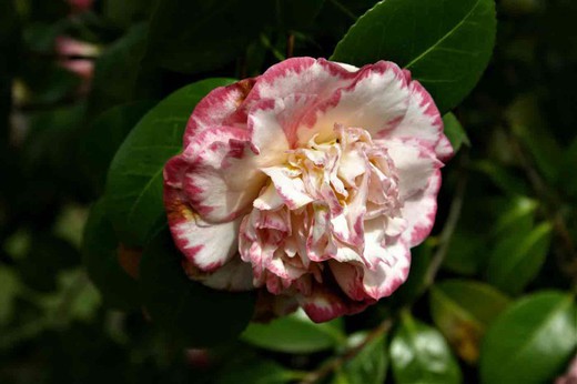 Camellia japonica "Margaret davis"