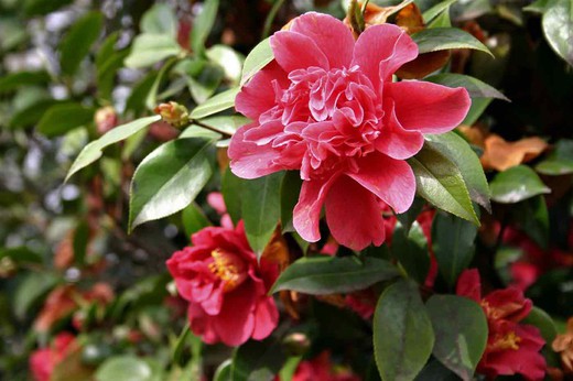 Camellia japonica "Mark Alan"