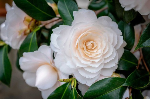 Camellia japonica "Nuccio's gem​"