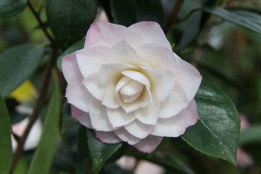 Camellia japonica "Nuccio´s pearl"