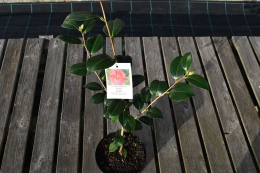 Camellia japonica "Shuchuka"