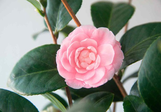 Camellia japonica "J'utilise otome"