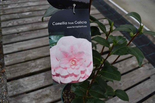 Camellia japonica "Virginia franco"
