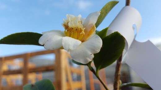 Camellia oleifera en maceta de 9 cm