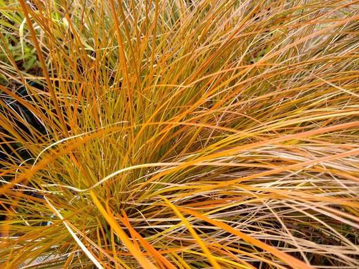 Carex testacea