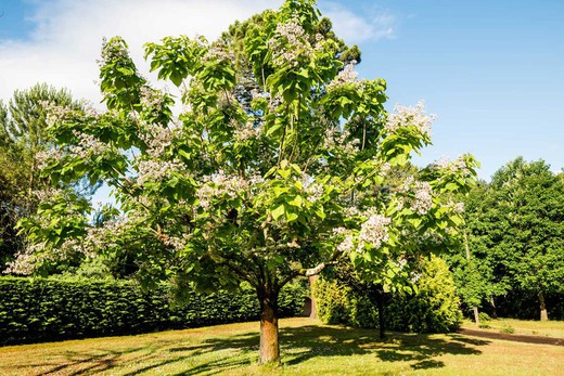 Catalpa, árvore de trombeta, Catalpa bignonioides