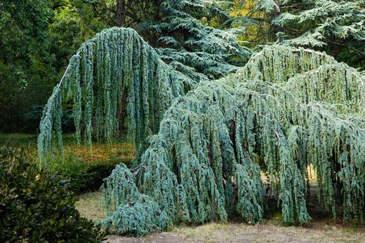 Cèdre pleureur bleu de l'Atlas, Cedrus atlantica glauca pendula