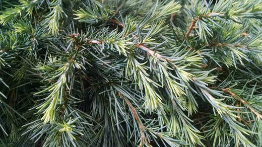 Cedrus deodara "Feelin Blue"