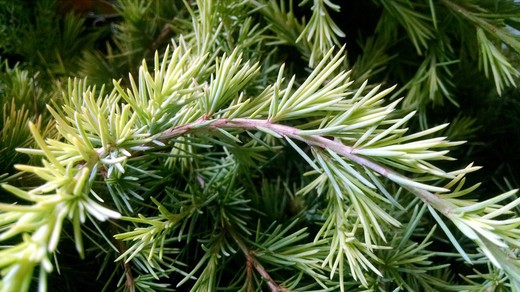 Cedrus deodara "Golden horizon"