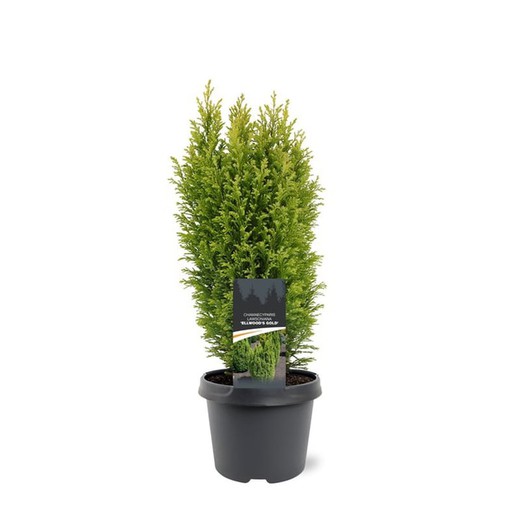 Chamaecyparis lawsoniana "Ellwoods gold"