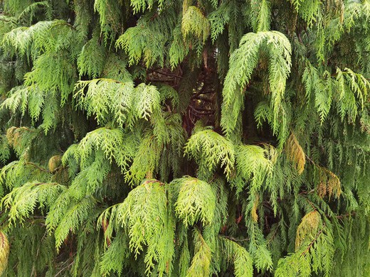 Chamaecyparis nootkatensis "Pendula"