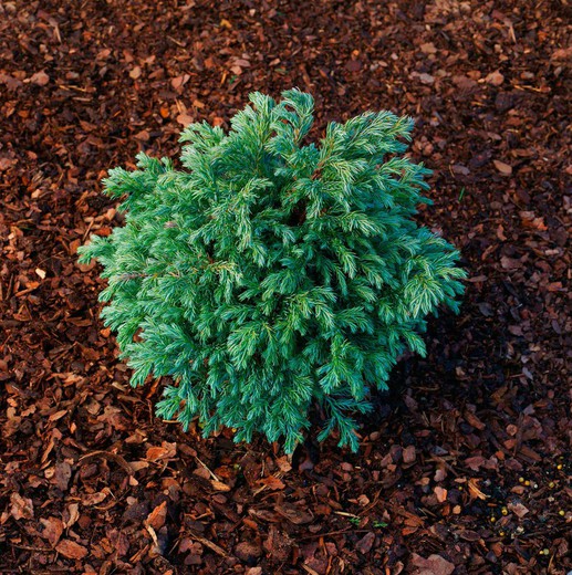 Chamaecyparis pisifera "Baby blue​"