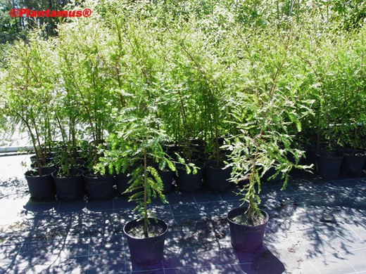 Compra plantas de tuya esmeralda en Plantamus®. Consigue Portes