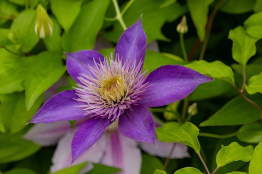 Clematídeo azul violeta, Clematis Jackmanii.