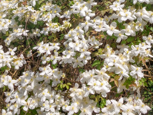 Clemátide blanca, Clematis montana grandiflora