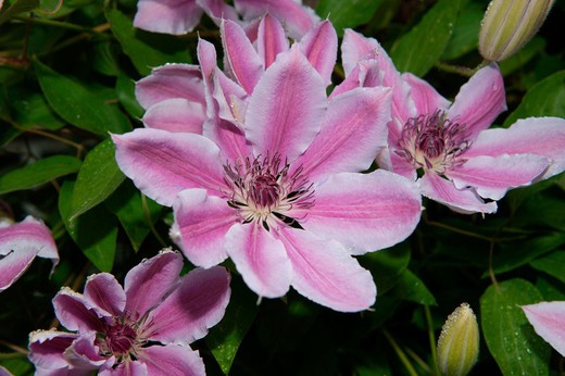 Clematide rosa e branco, Clematis nelly moser