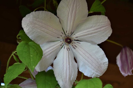 Clematite João Paulo II