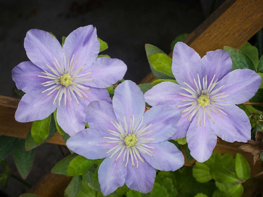 Clematis justo