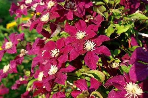 Cardeal Clematis Rouge