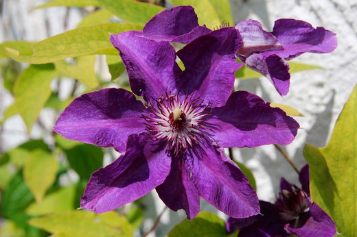 Clematis The president