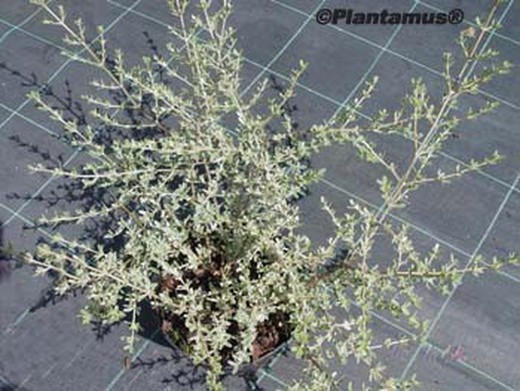Coprosma x kirkii variegata, planta de espelho, brilhantemente variada