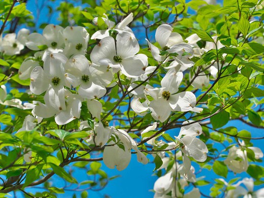Cornejo blanco, Cornus florida